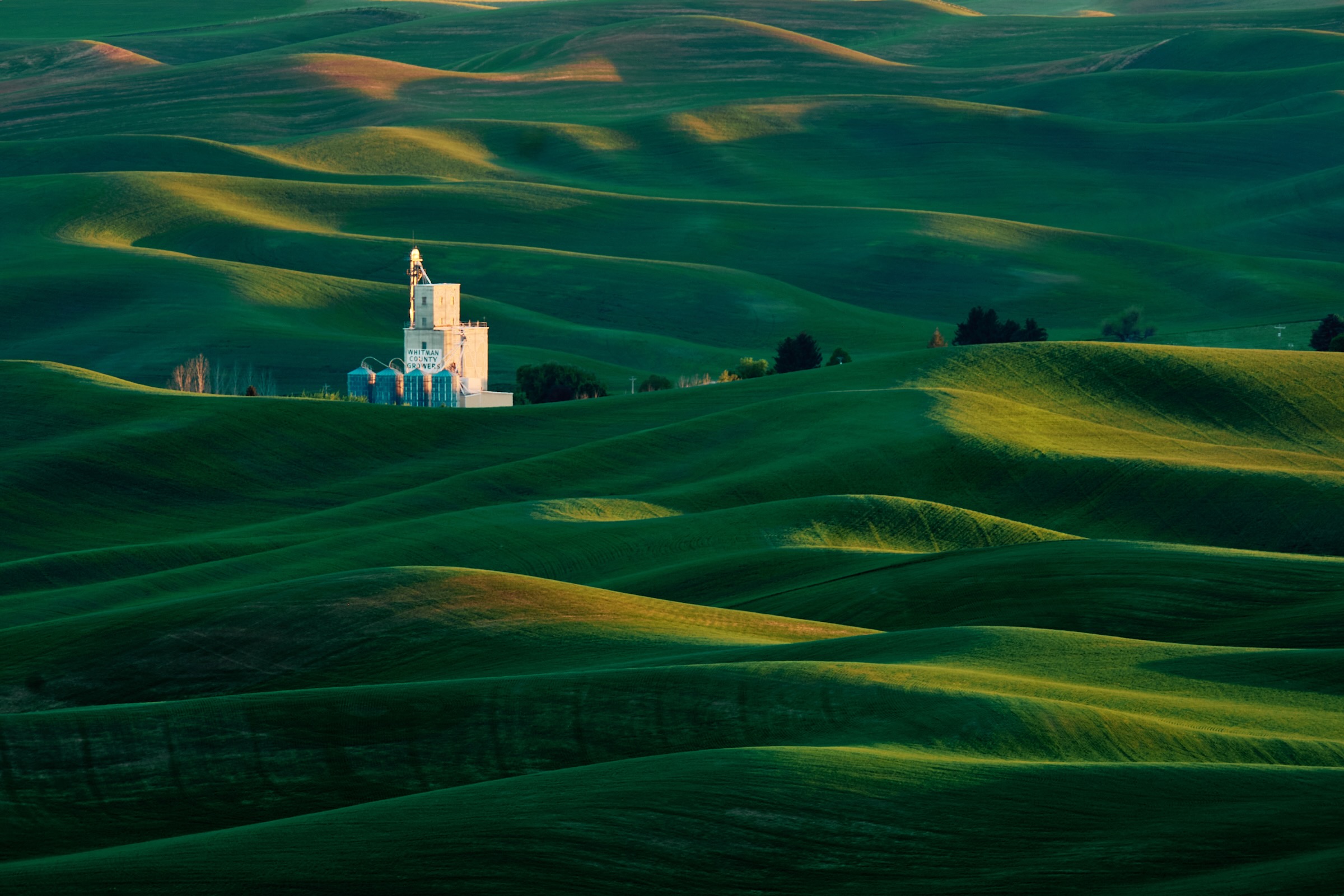 Rolling undulating agricultural green and golden hills of the Palouse in Eastern Washington State